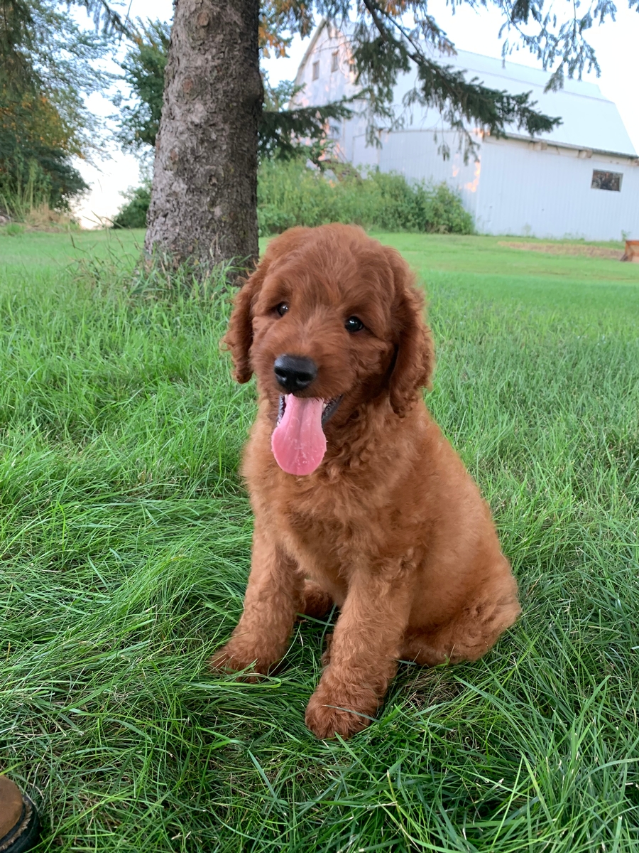 Iowa's Top Goldendoodle Breeders Have Puppies Ready Now!