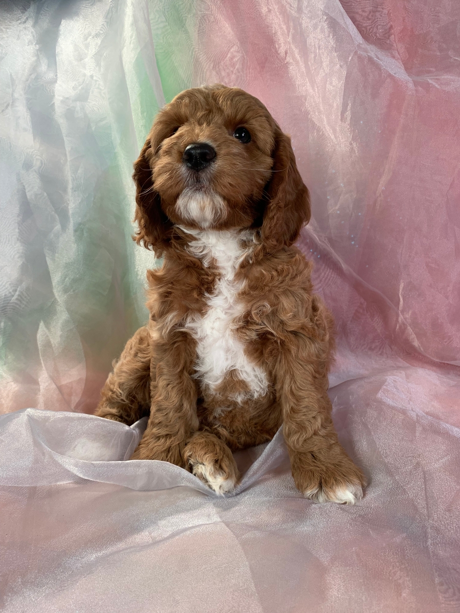 Male Cockapoo Puppy for Sale DOB 4-11-2022, $1200
