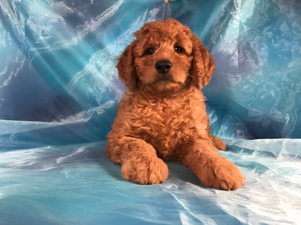 Male Miniature Goldendoodle Puppy for Sale DOB 8-6-2018