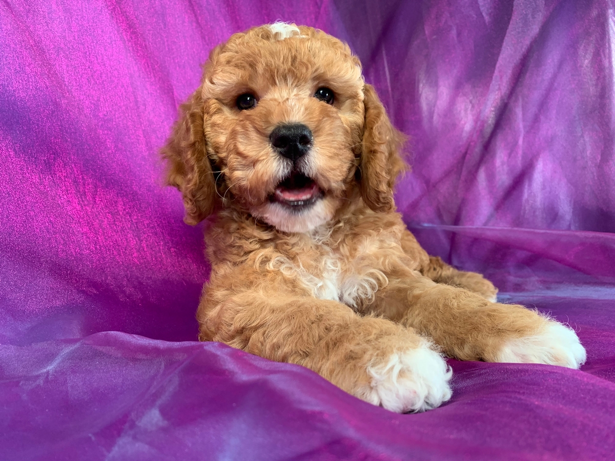 Male F1 Cockapoo Puppy for Sale DOB 8-22-2022