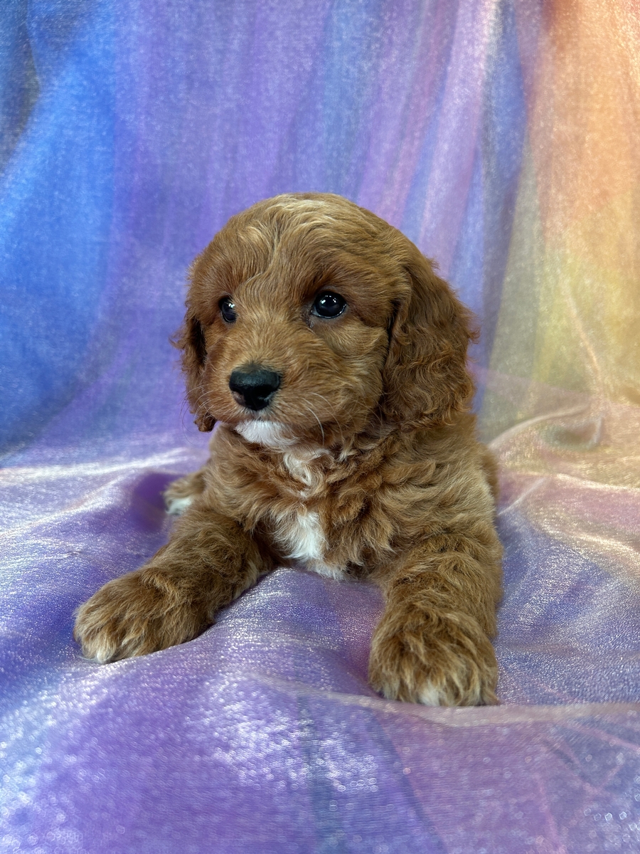 Professionally Bred Red F1b Cockapoos with White Markings
