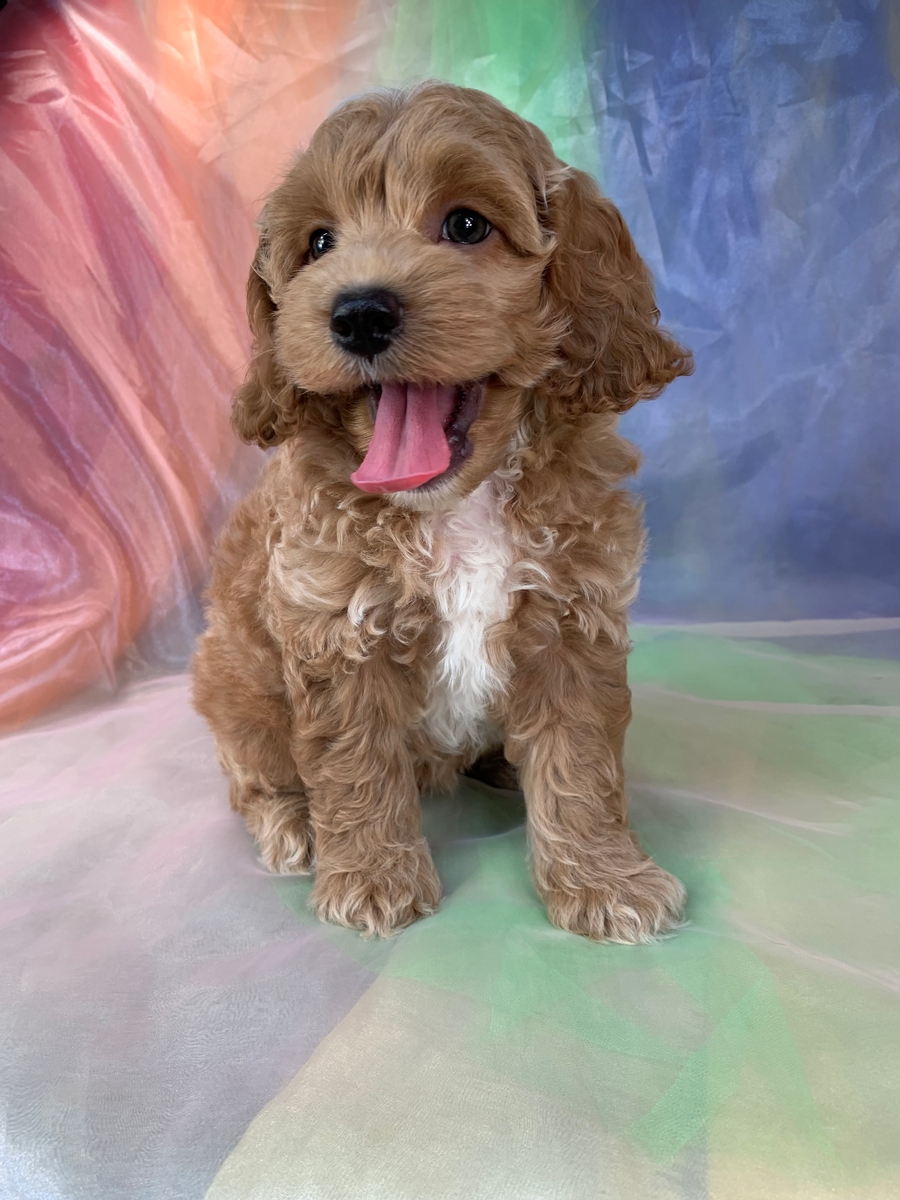 Male Cockapoo Puppy for Sale DOB 6-12-2022, $1200