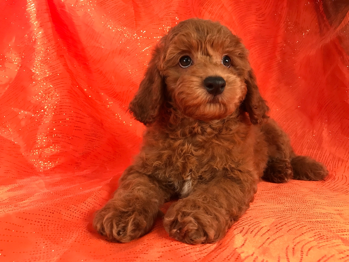 Dark Red Cockapoo pup for sale in Iowa $975