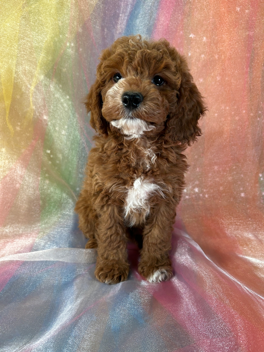 Male Cockapoo Puppy for Sale DOB 11-1-2024 $750