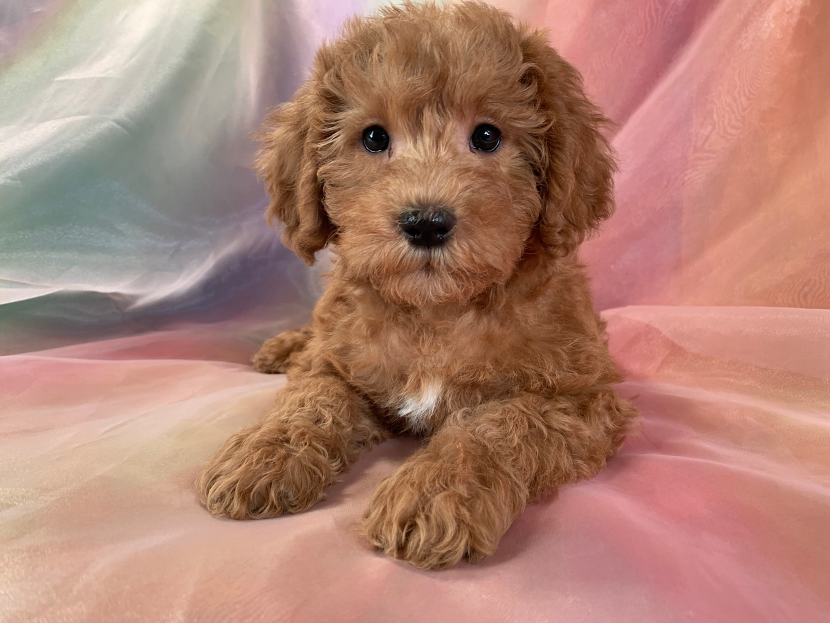 Male Miniature Schnoodle Puppy for Sale $1200