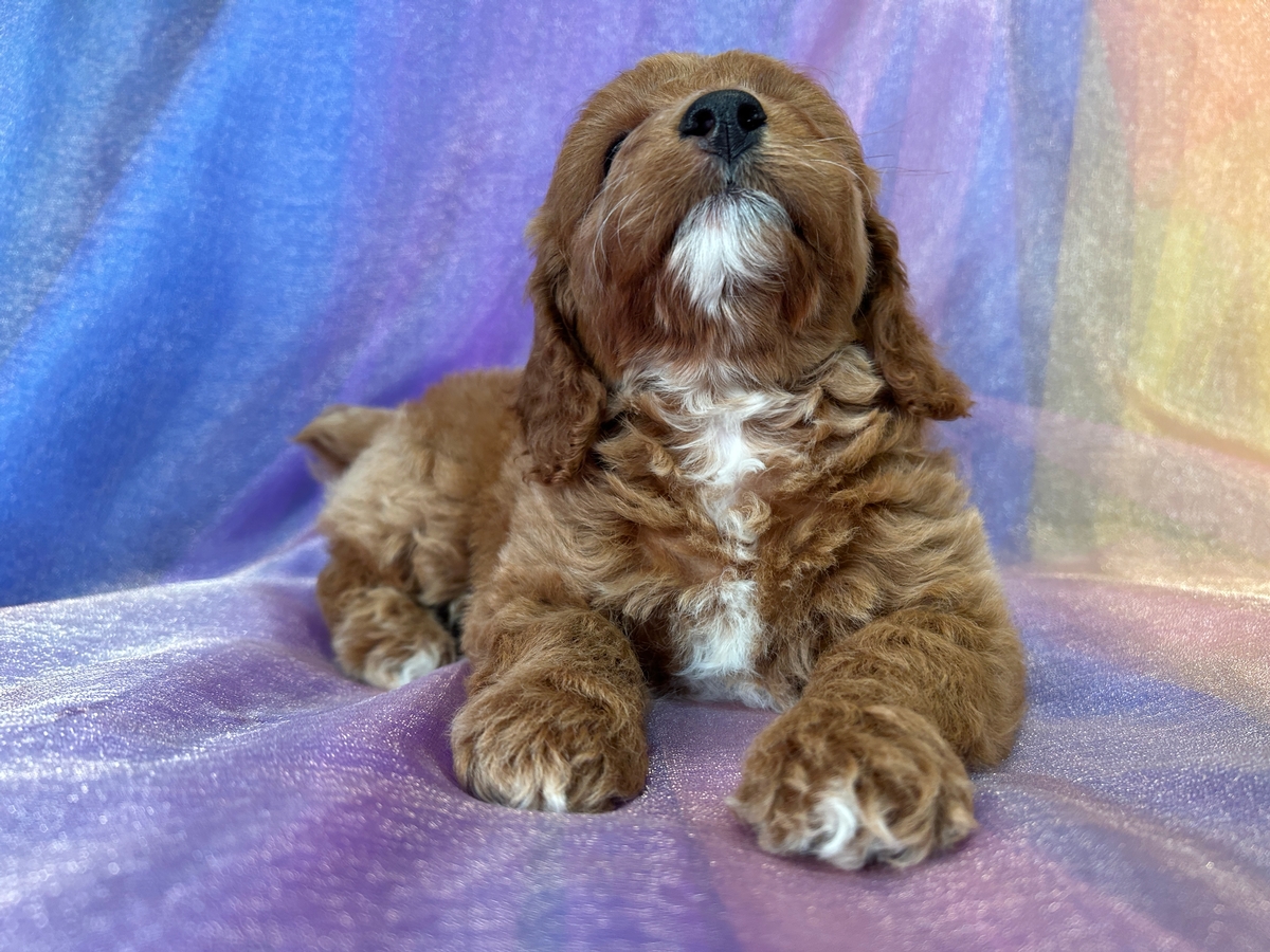 Professionally Bred Red F1b Cockapoos with White Markings