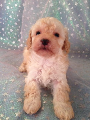 Bichon Poodles Puppies For Sale Bichon Poodle Breeder In Iowa