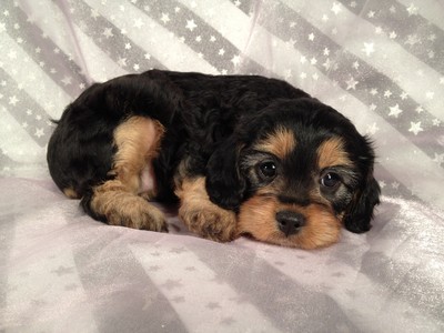 black cavachon for sale