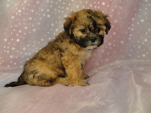 brown teddy bear puppies for sale