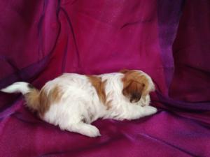 Teddy Bears For Sale In Iowa For 675 Puppies Are A Short Trip From Illinois And Wisconsin