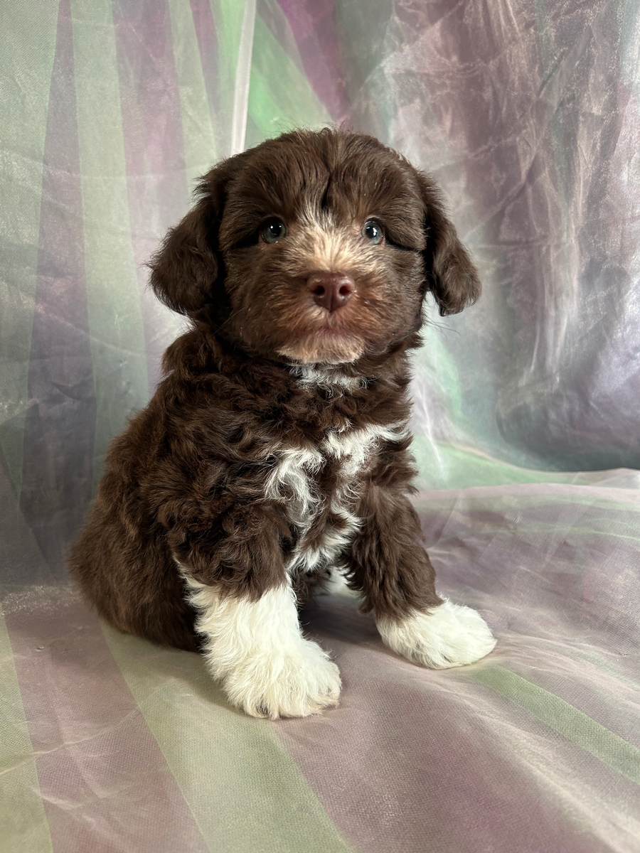 Mini Schnoodle Dog Teddy Bear Schnoodle Puppies For Sale Buy Teddy