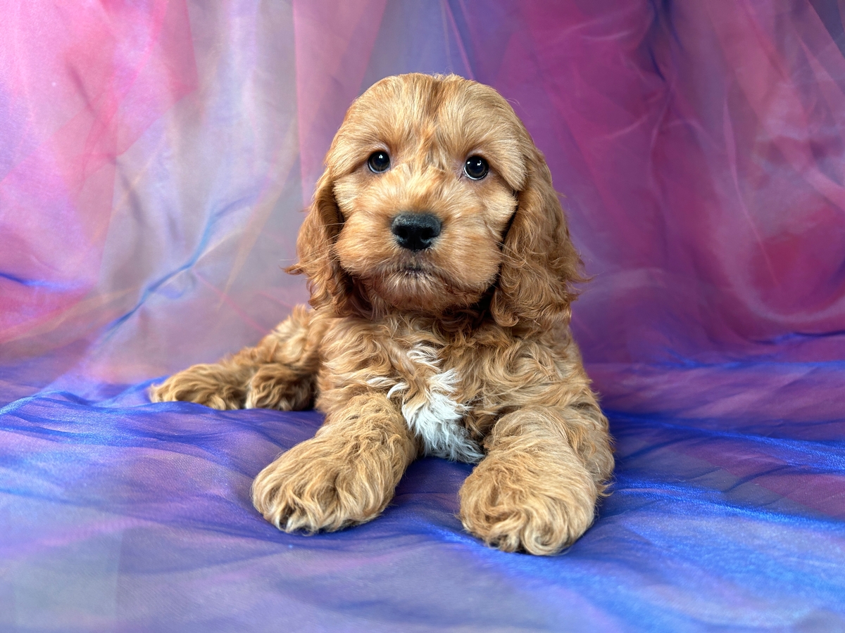 Cockapoo Puppies for Sale in Iowa Near Minnesota Border
