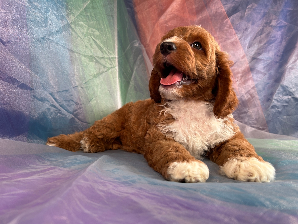 Professional Cockapoo Breeders, Iowa