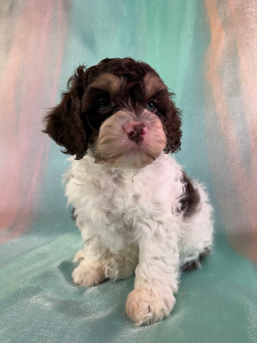 Chocolate Tan and White Parti-Color Cockapoo for Sale