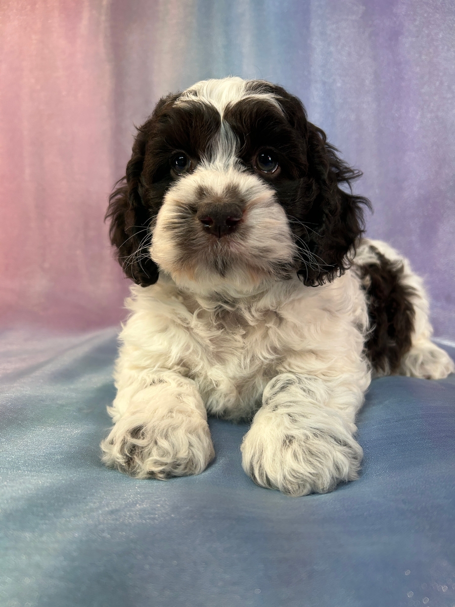Iowa Cockapoo Breeder, Over Thirty Years Breeding Cockapoos!