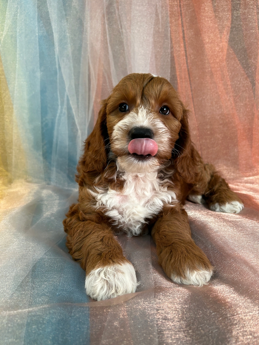 Iowa and Minnesota, Professional Cockapoo Breeder, Puppies Ready