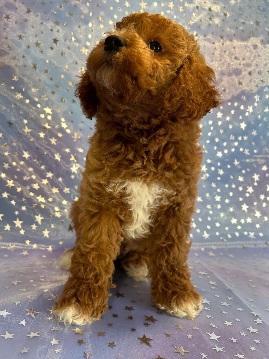 Iowa Dog Breeder, Cockapoo Puppies Ready Now