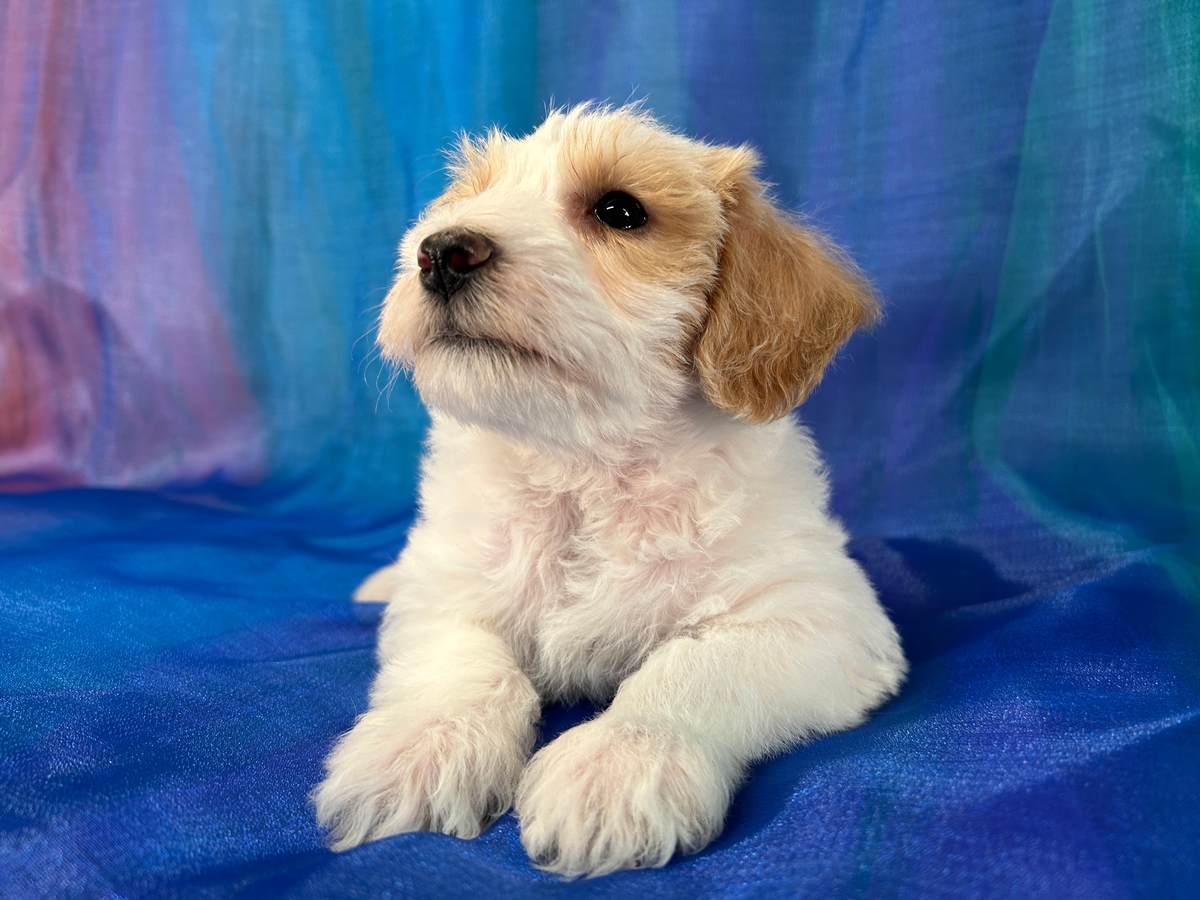 Beagle Puppies Bichon Beagle Mix Dogs Beagle Golden Doodle Mix