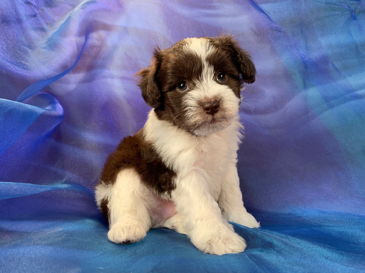 Chocolate and White F1 Mega Coat Miniature Schnoodle Puppy for Sale, Iowa