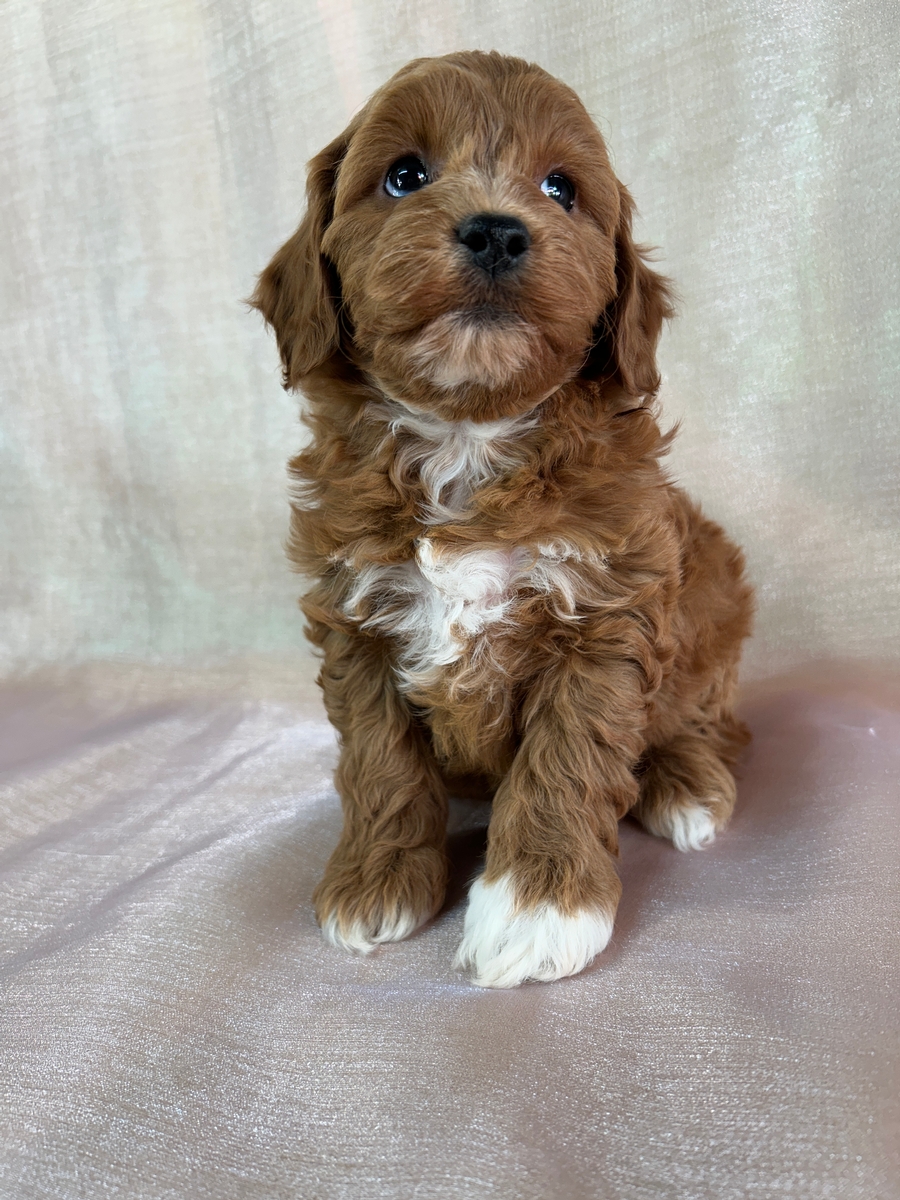 Cockapoo Puppies for Sale | Cockapoo Breeder in Iowa