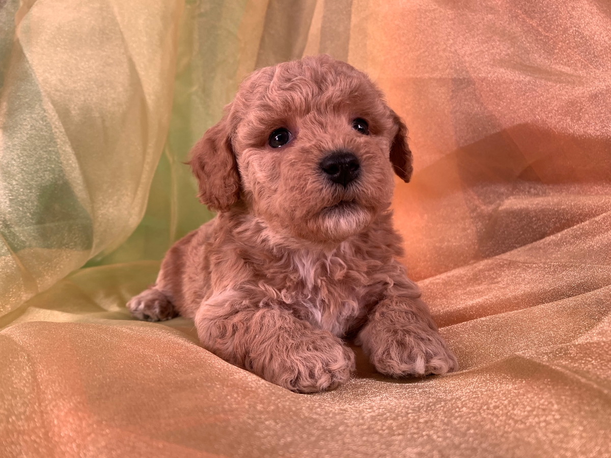 Male Bichon Poodle Puppy DOB 11-4-2019 $975 Red