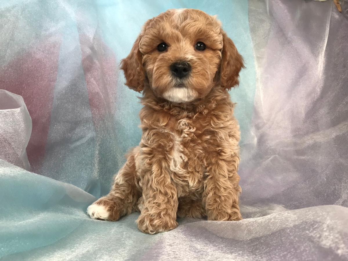 Buff, Red, and Apricot Cockapoo Breeders with Available Puppies!