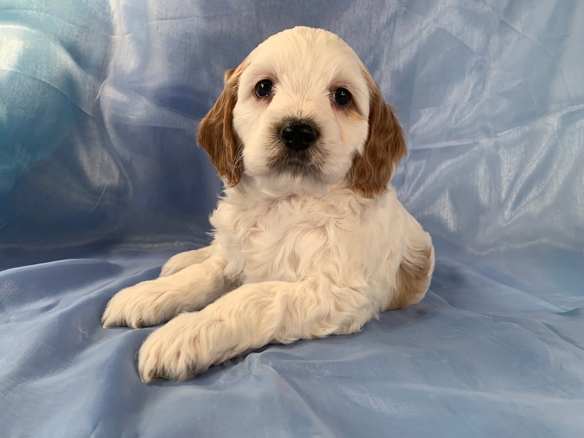 Male F1 Cockapoo Puppy For Sale In Iowa DOB 2021-11-06 $1200