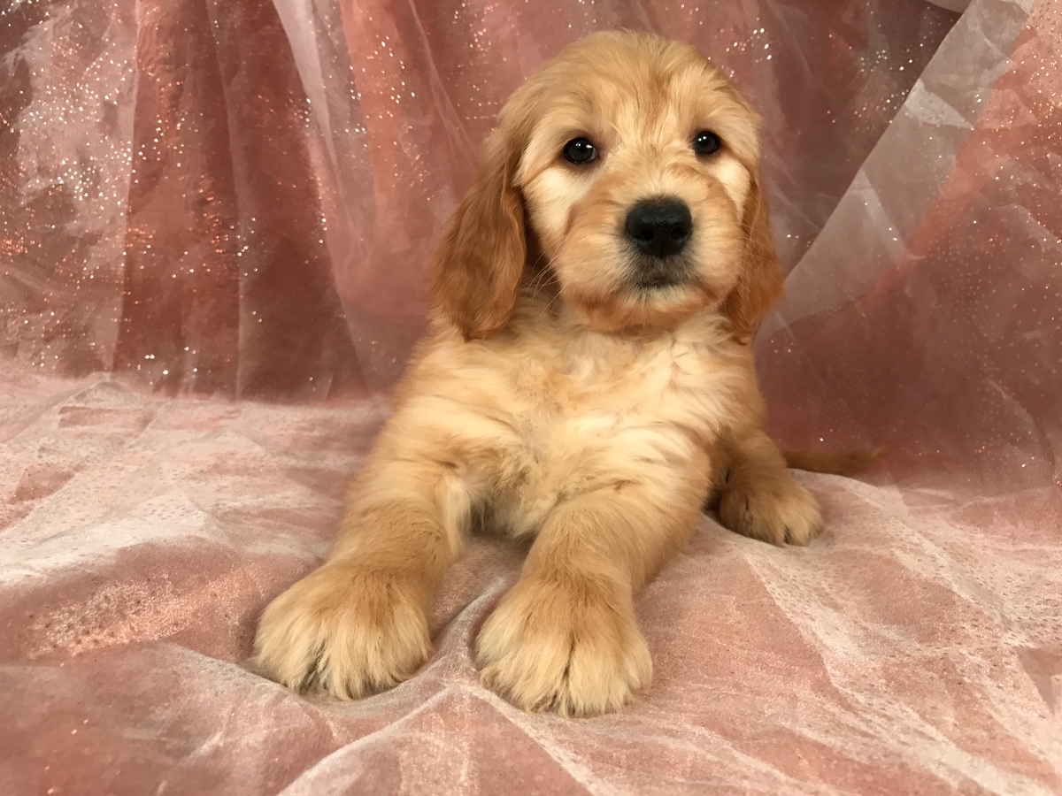 Male Goldendoodle, Ready Soon, DOB 2-2-2018, $950 