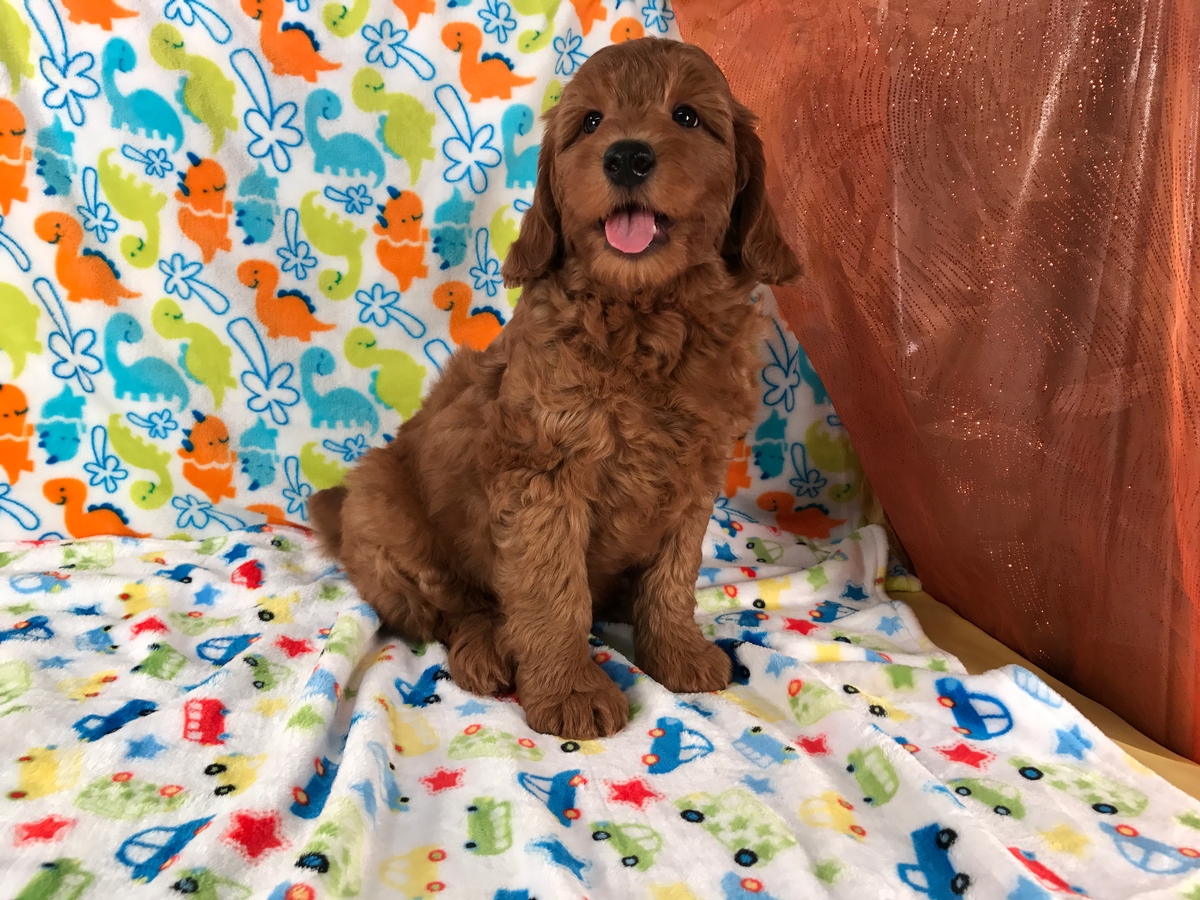 Male Apricot Mini Goldendoodle Pup $1500