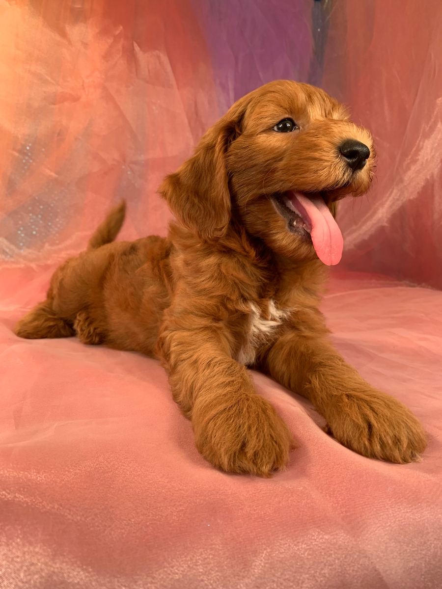 Red Mini Goldendoodle Puppy for Sale DOB 4-26-2022 $1800