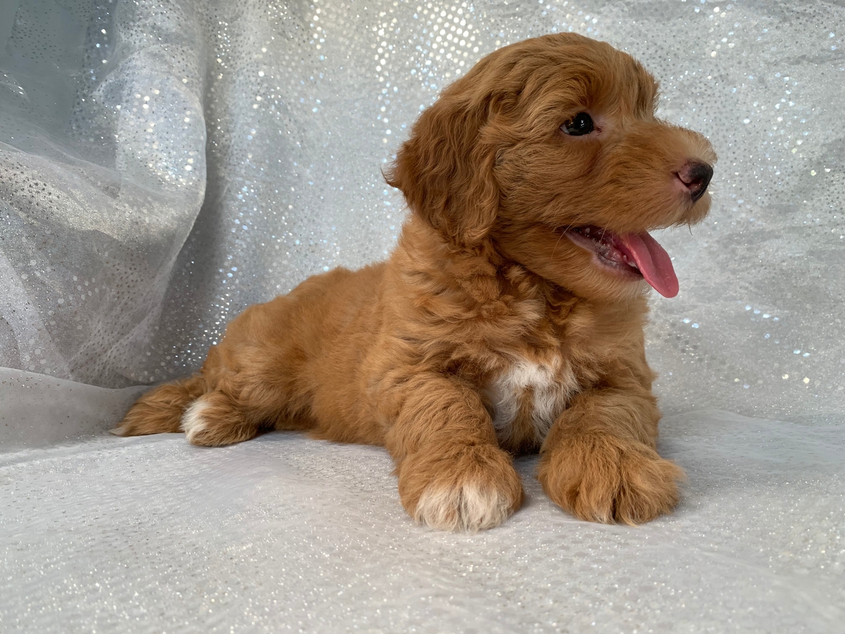 Male Schnoodle Puppy for Sale in Iowa DOB 6-28-2022, $1200