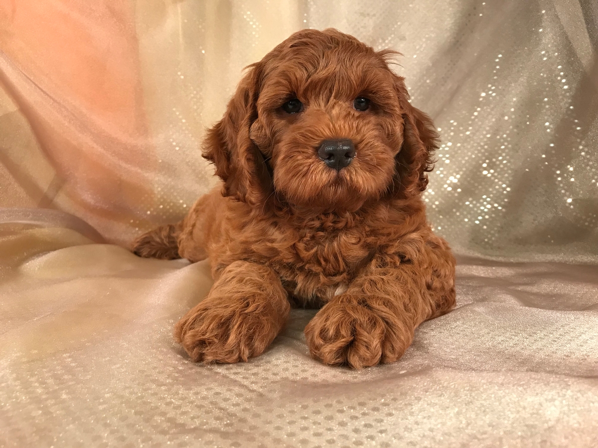 Dark Red Cockapoo Puppies for Sale in 