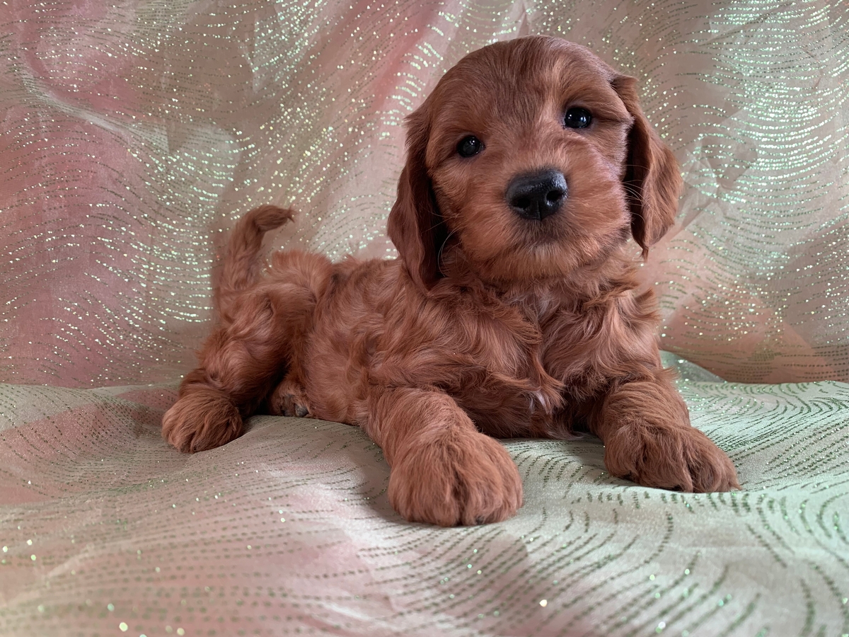 Male Miniature Goldendoodle Puppy DOB 10-02-22, $1200