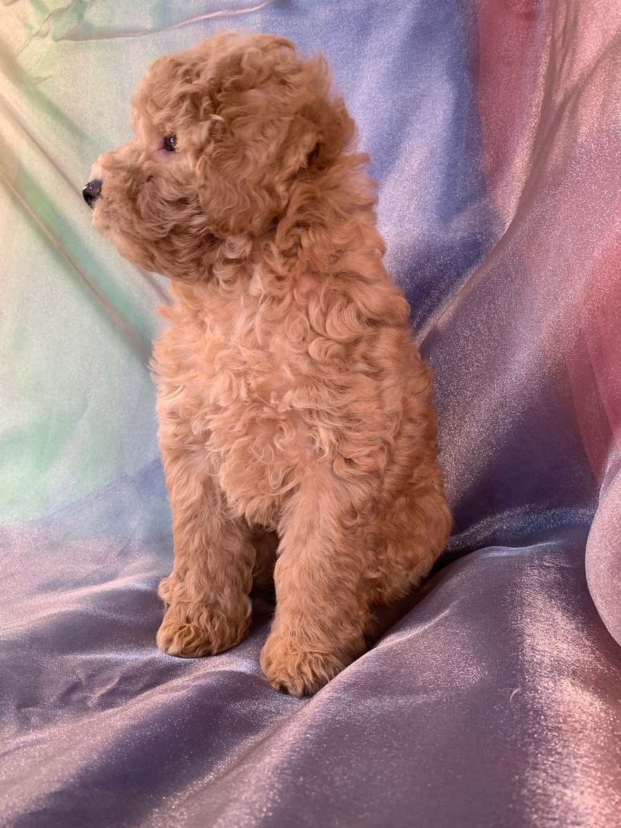 Male Schnoodle Pup for Sale in Iowa $1000