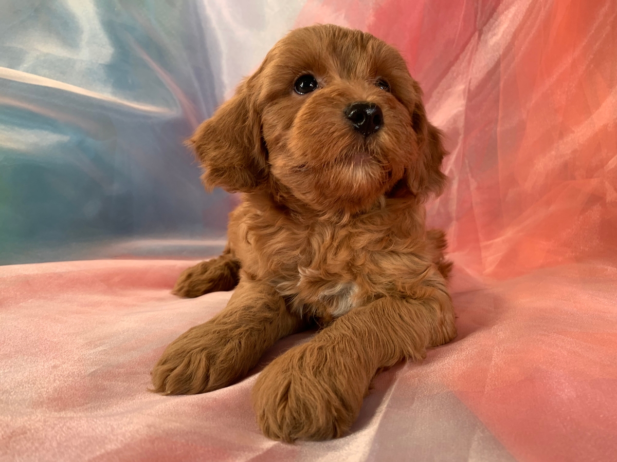 Male Dark Red Miniature Schnoodle Puppy for Sale $1200