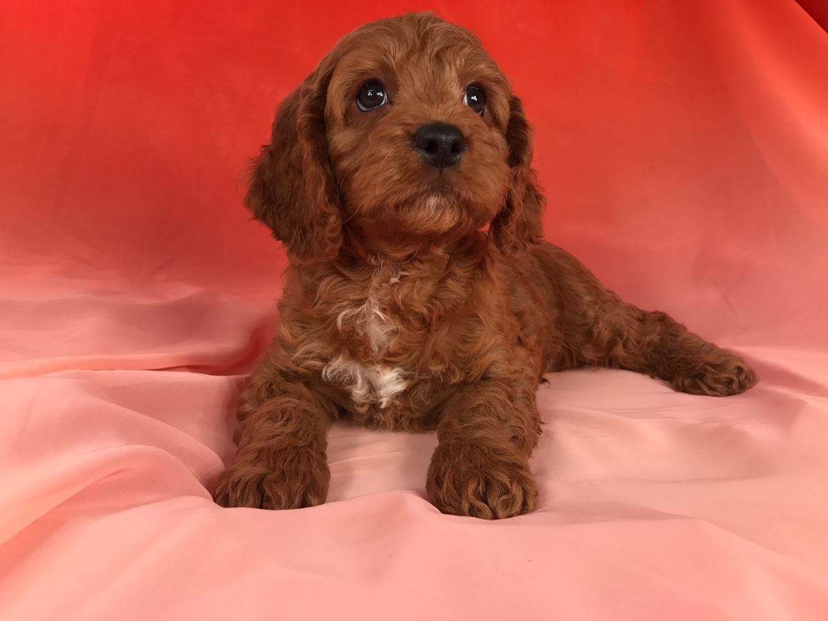 Dark Red Cockapoo Puppy for Sale, Male, DOB 10-16-2018