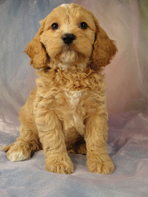 Cockapoo Pup