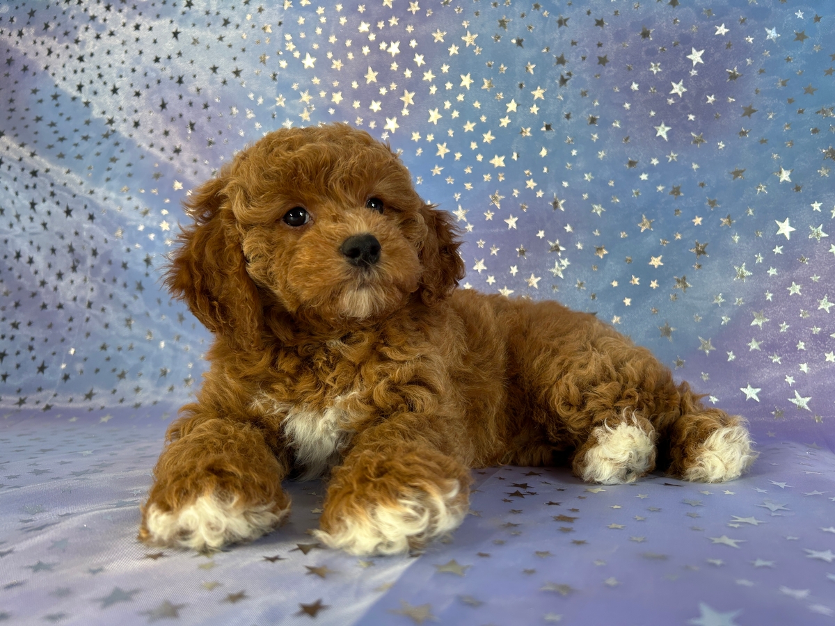 Male F1b Cockapoo Puppy for Sale DOB 4-5-2026 $950