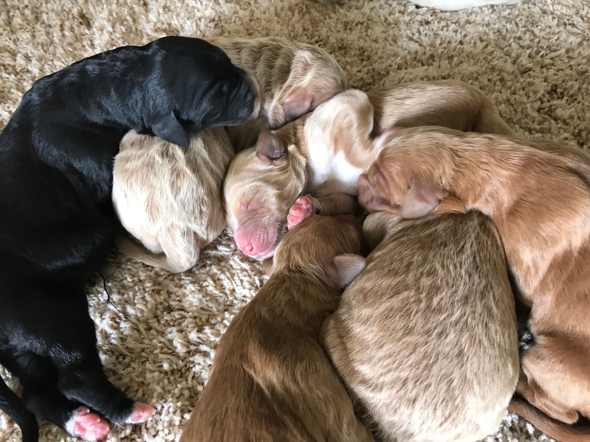 Standard Bernedoodle Puppies for Sale $1500, Reds, Blacks, Apricots, and Creams! 