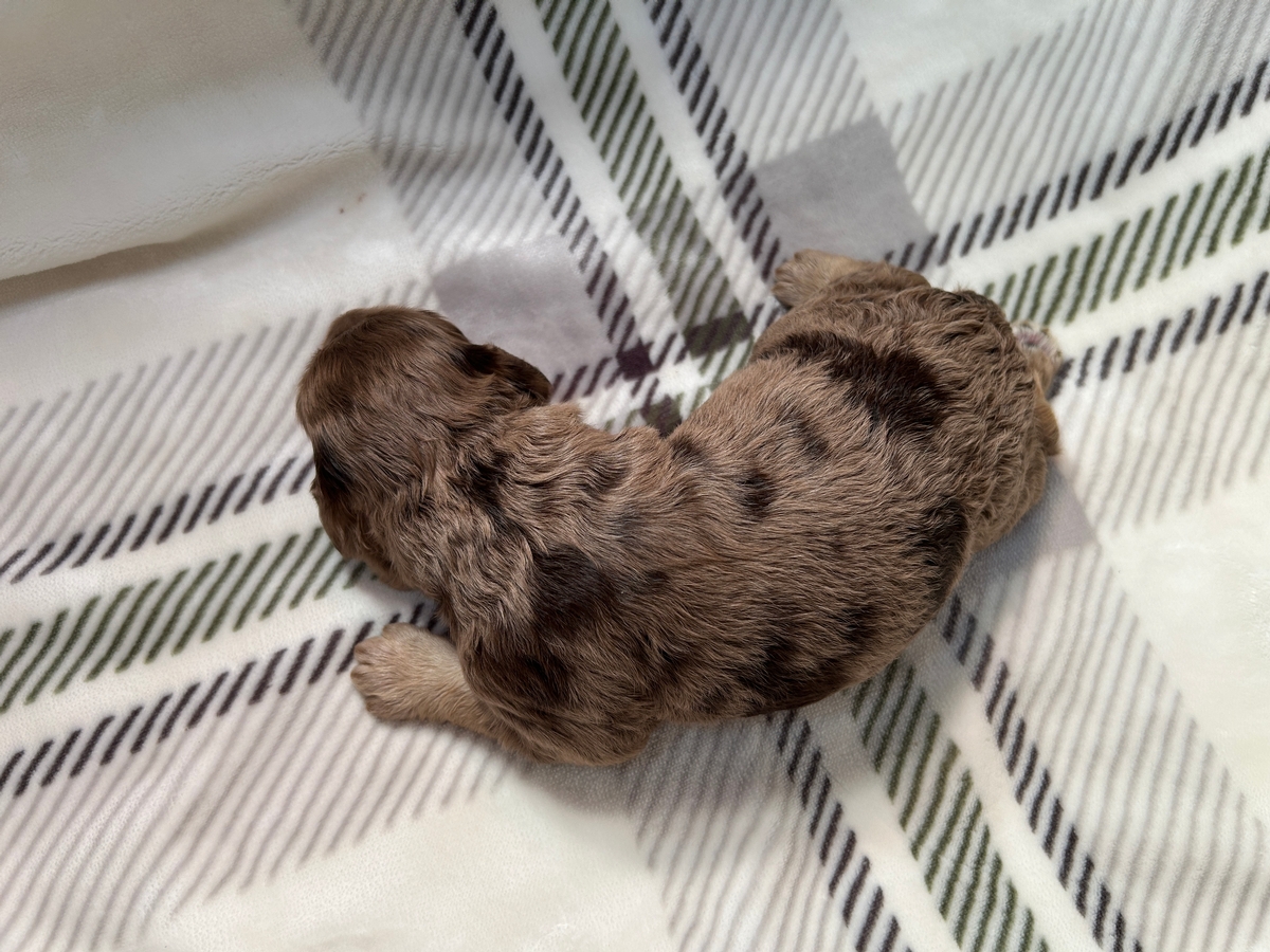 Merle Cockapoo for Sale, Ready Now!