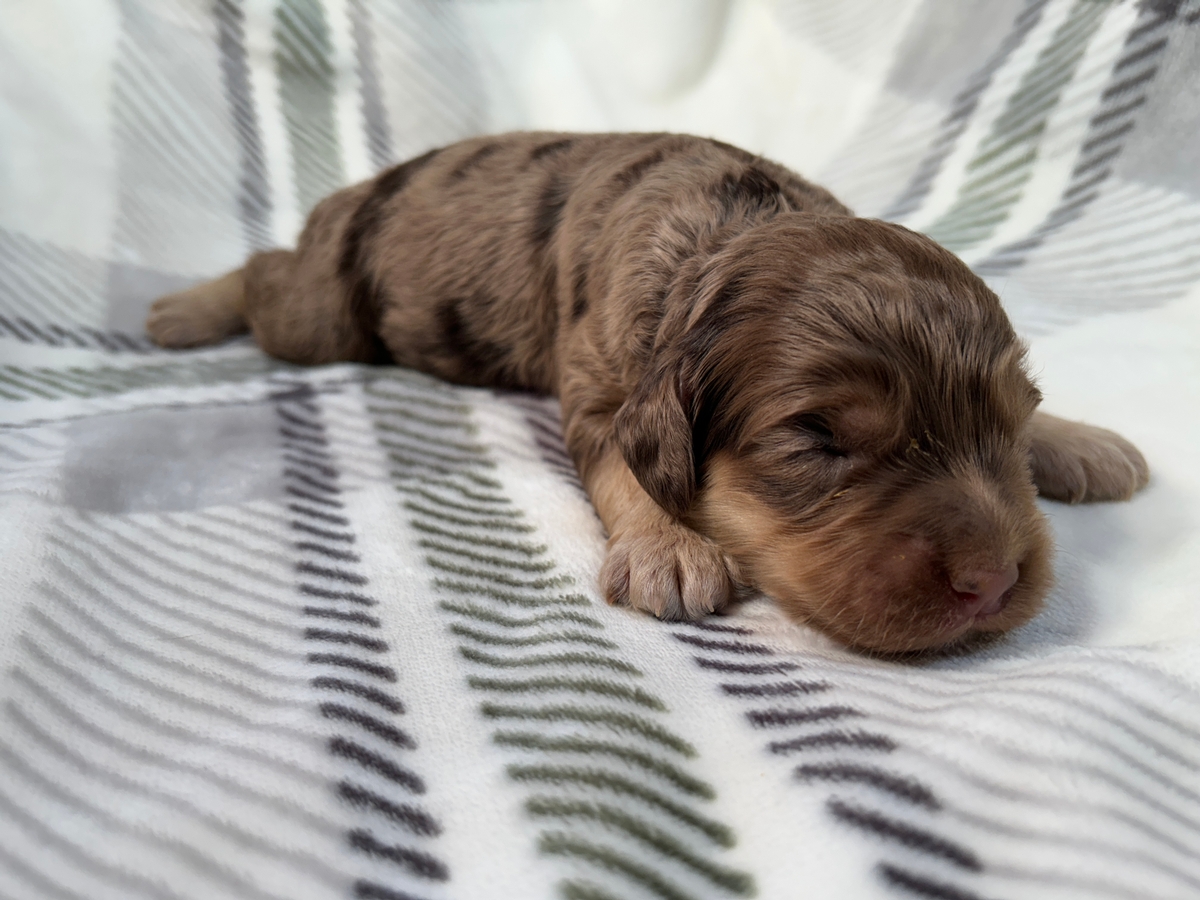 Merle Cockapoo for Sale, Ready Now!