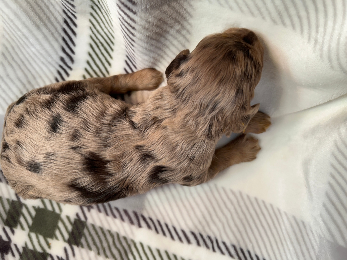 Merle Cockapoo Pup Ready for Deposit, Iowa and Minnesota