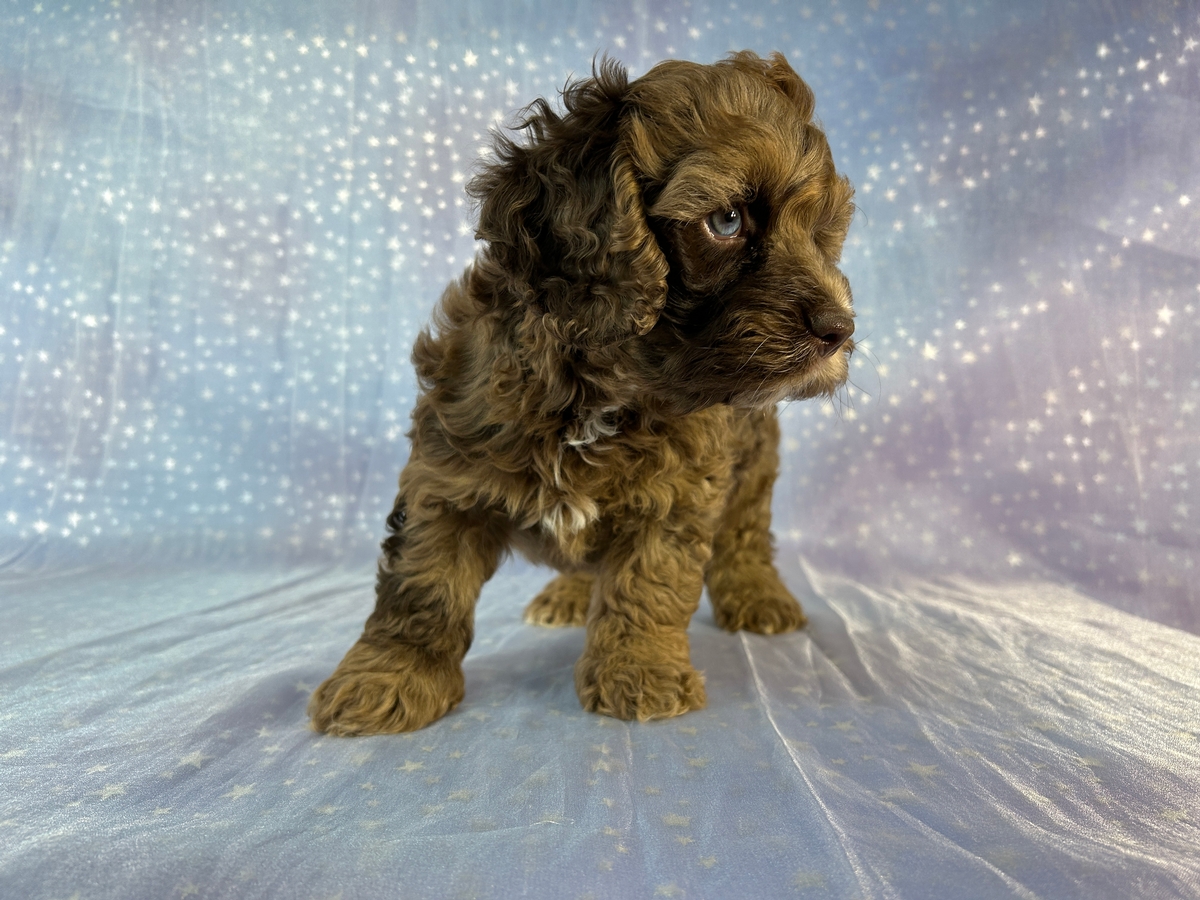 Minnesota and Iowa Cockapoo Puppies Ready Now!