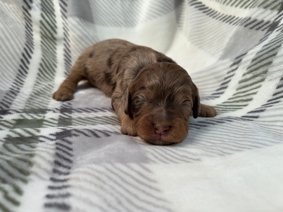 Merle Cockapoo Breeder in Northern Iowa