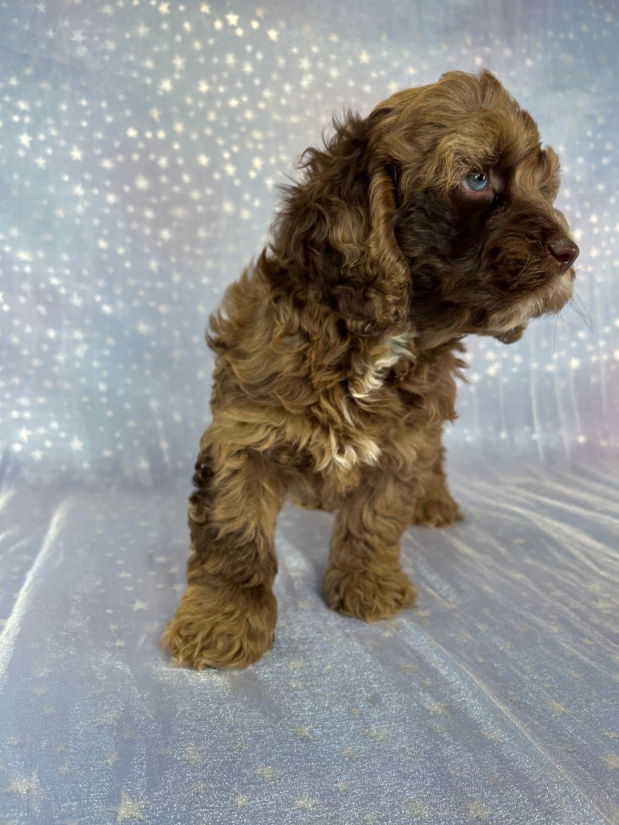 Minnesota and Iowa Cockapoo Puppies Ready Now!