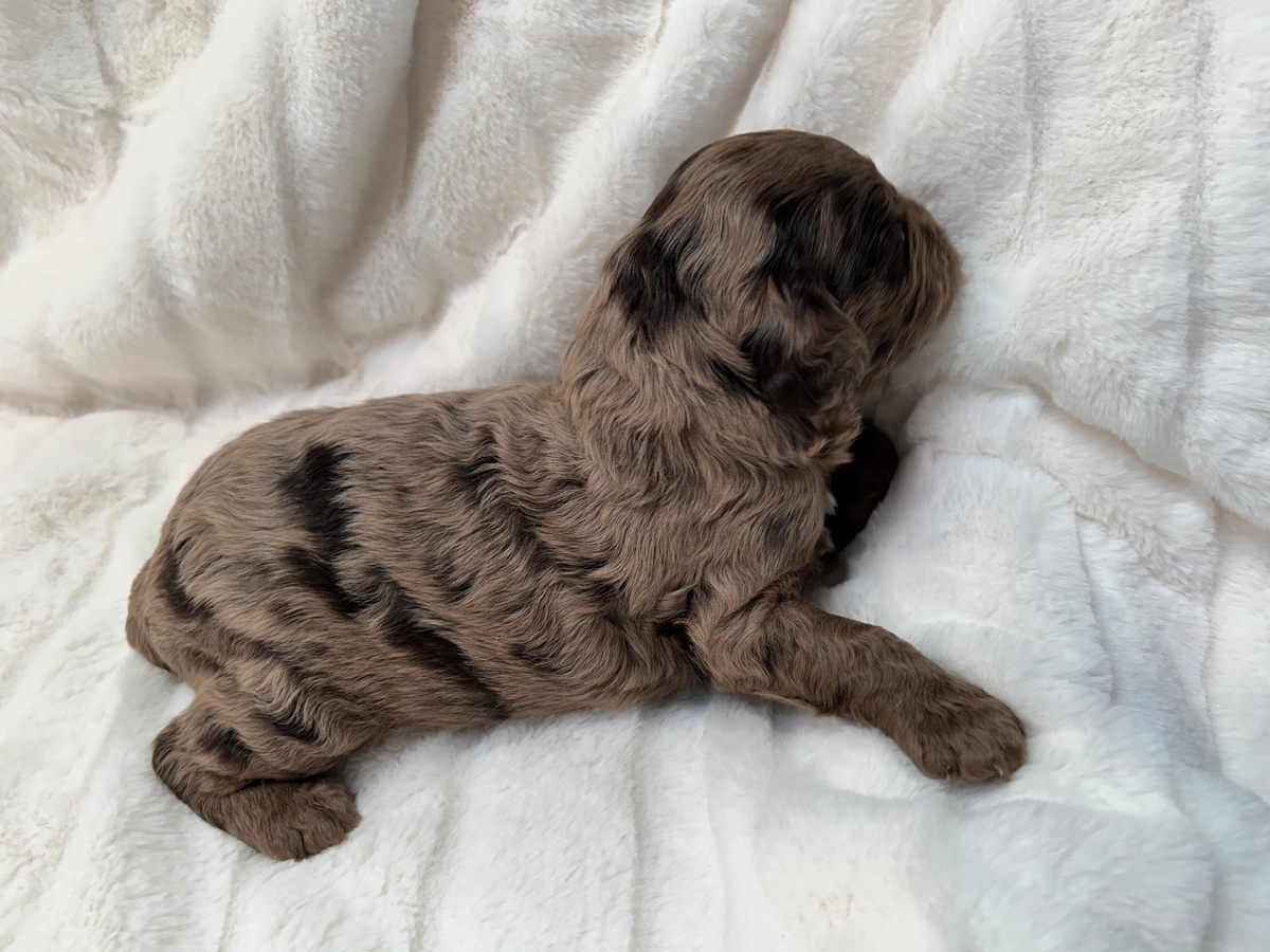 Male Merle Cockapoo Puppy for Sale DOB 3-02-2025 $950