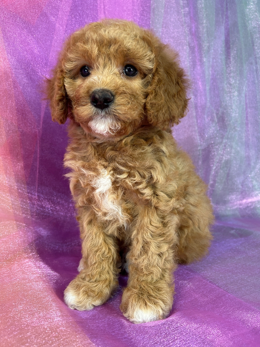 Top Breeder, Iowa, Illinois, Wisconsin, Minnesota, Cockapoos Ready!
