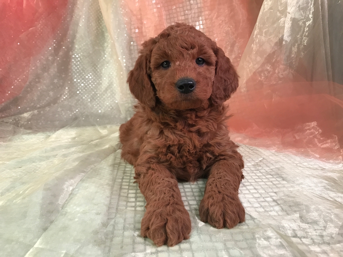 dark red goldendoodle