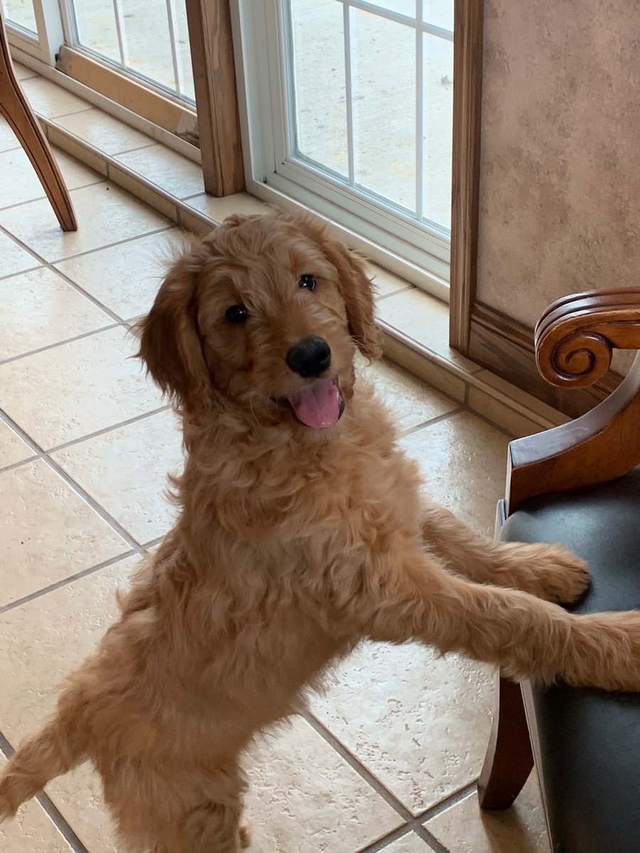 Straight Hair Full Grown Golden Retriever Poodle Mix Goldendoodle