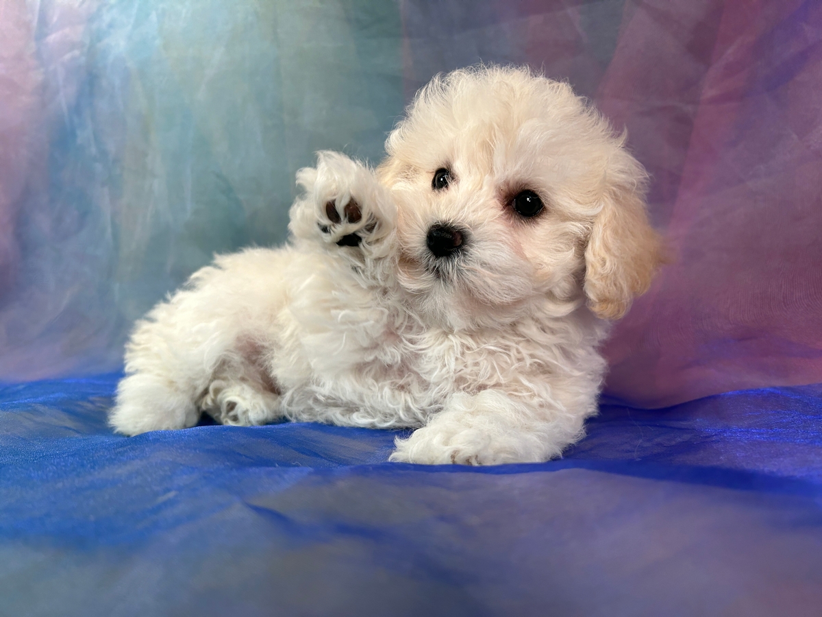 White F1b Schnoodle Puppy for Sale in Iowa
